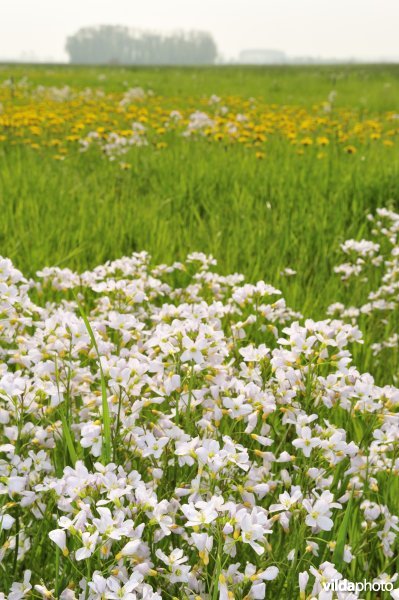 Pinksterbloemen in de Merkembroeken