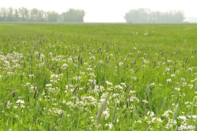 Pinksterbloemen in de Merkembroeken
