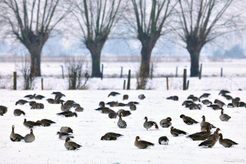 Kolganzen in de IJzervallei