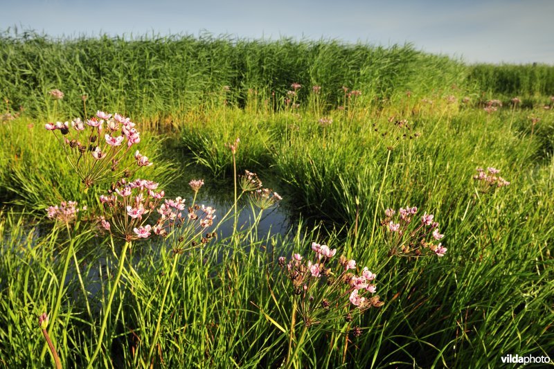 Oude jachtput met Zwanenbloemen