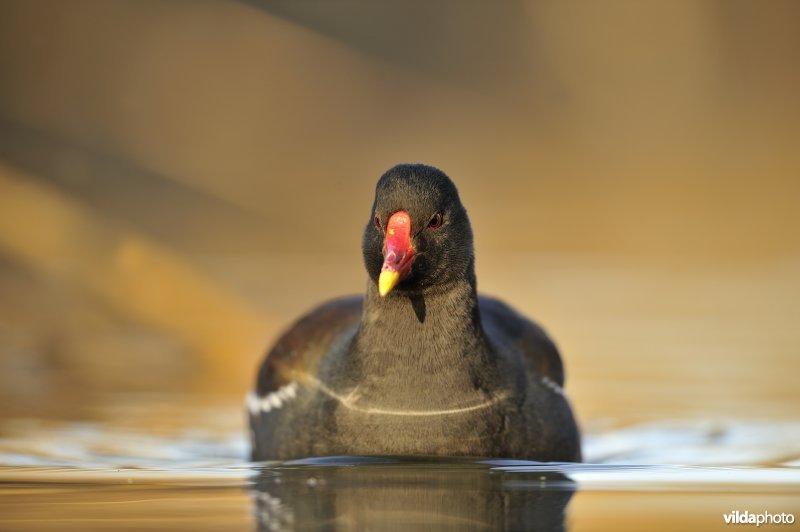 Zwemmende Waterhoen
