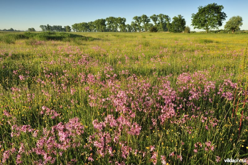 Echte koekoeksbloem in het Vijfhuizenbroek rond de Blankaart