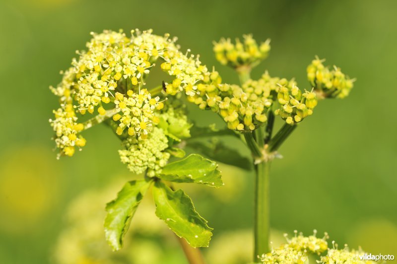 Zwartmoeskervel