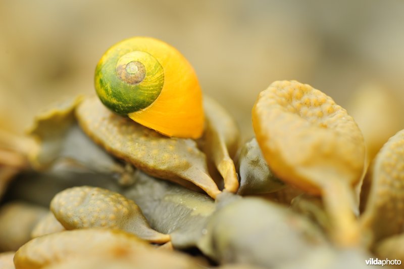Stompe alikruik op Blaaswier