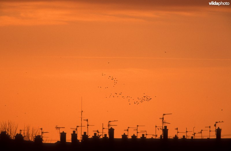 Kleine rietganzen op slaaptrek