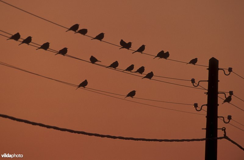 Uitrustende Kramsvogels