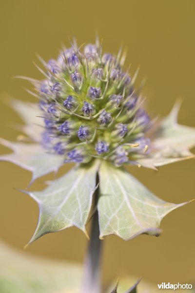 Blauwe zeedistel