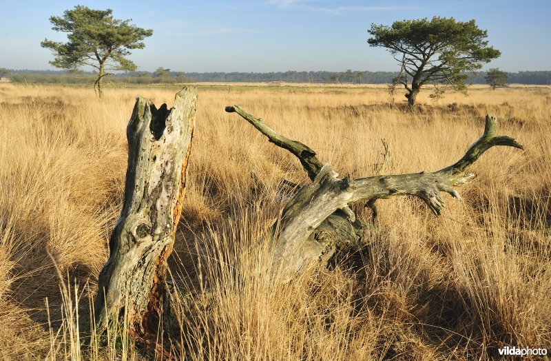 Natuurreservaat Kalmthoutse Heide