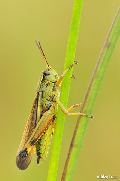 Mannetje Moerassprinkhaan