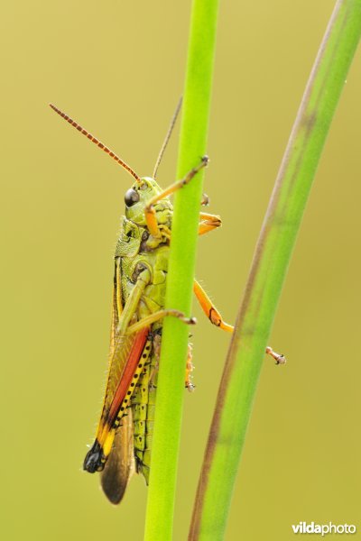 Mannetje Moerassprinkhaan