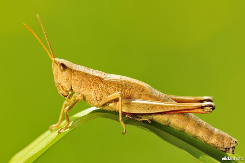 Vrouwtje Gouden sprinkhaan