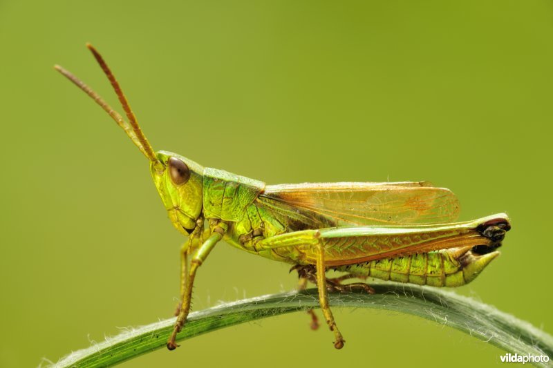 Mannetje Gouden sprinkhaan
