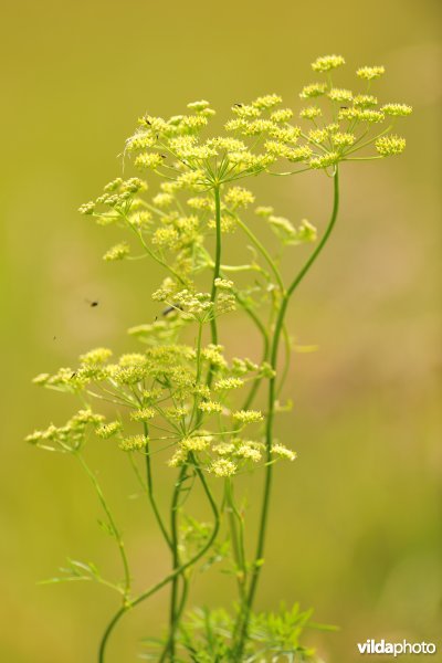 Weidekervel