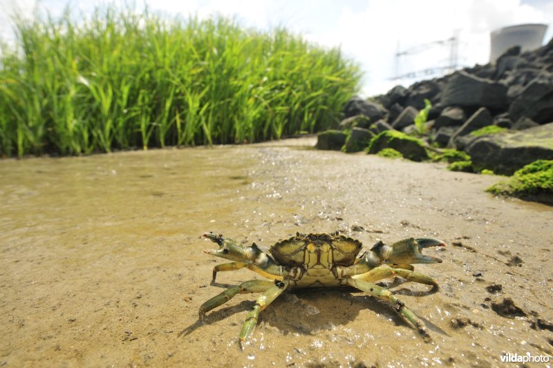 Strandkrab op het Paardenschor langs de Schelde