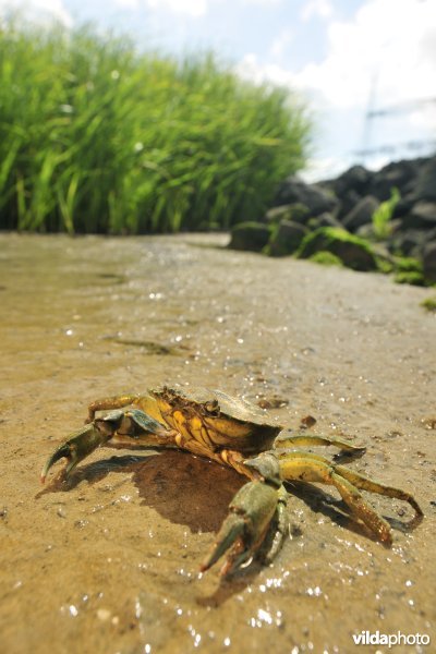 Strandkrab op het Paardenschor langs de Schelde