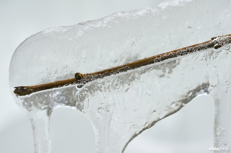 Waterval van Coo in de winter