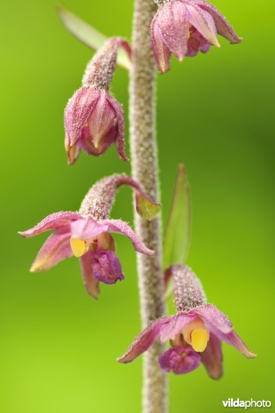 Bruinrode wespenorchis