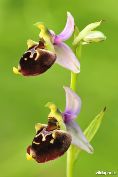 Hommelorchis