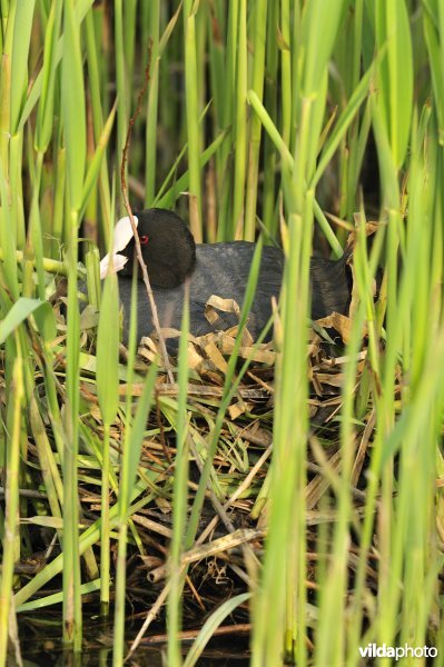 Meerkoet op nest