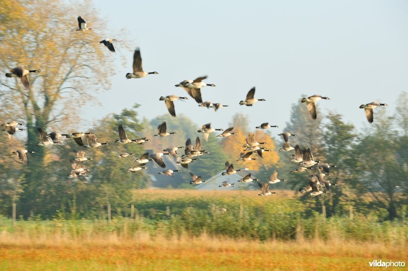 Canadese Ganzen in vlucht