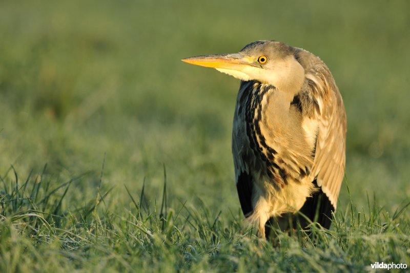 Blauwe reiger