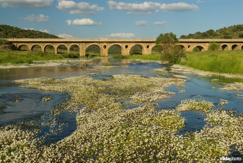 Waterranonkels en brug