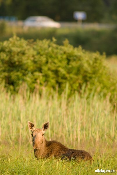 Vrouwtje Eland loopt in biezenmoeras in Polen