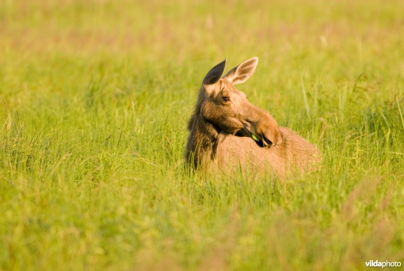 Vrouwtje Eland loopt in biezenmoeras in Polen