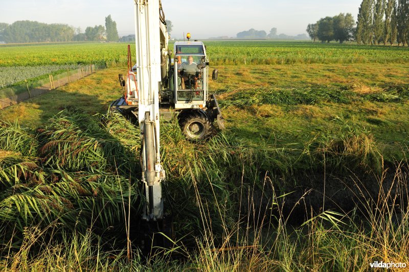 Riet maaien uit gracht