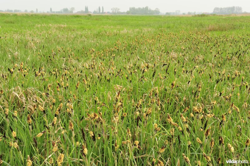 Hooilanden in de IJzerbroeken