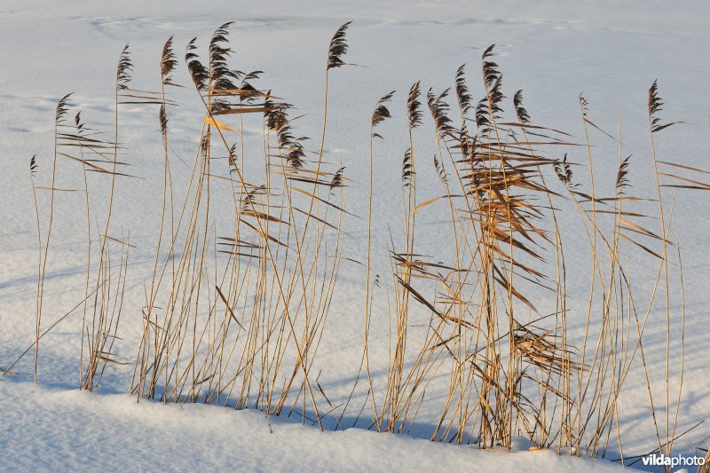 Riet in de sneeuw