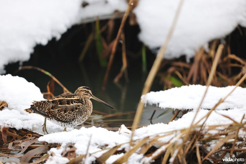 Watersnip in de sneeuw