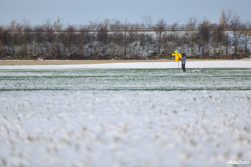 Boer plaatst vogelverschrikker tegen ganzen