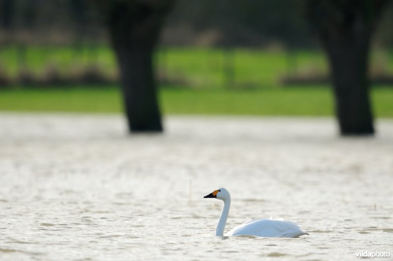 Kleine zwanen in IJzerbroeken