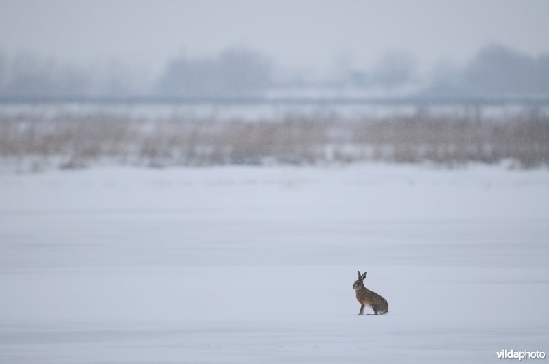 Haas in besneeuwde IJzerbroeken