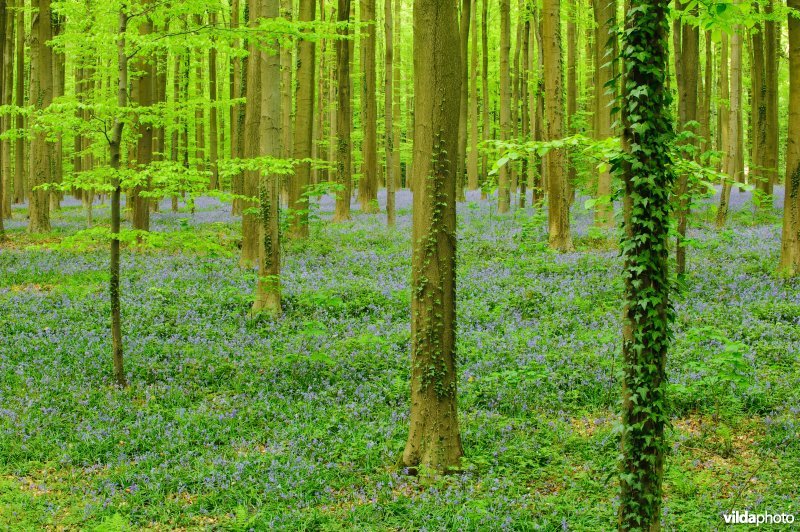 Beukenbos met hyacinthen