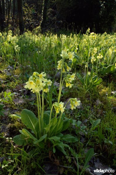 Slanke sleutelbloem