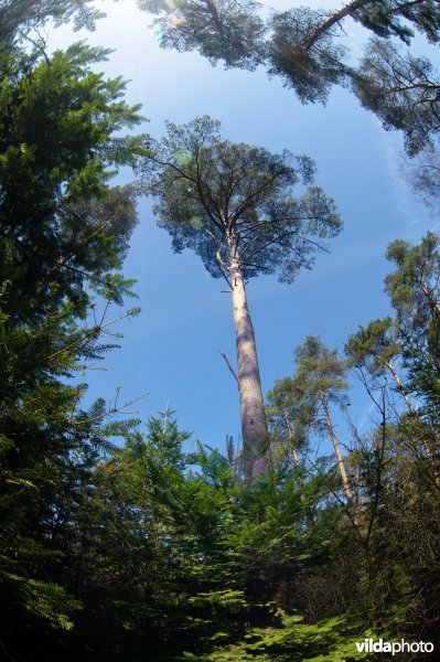 Grove den