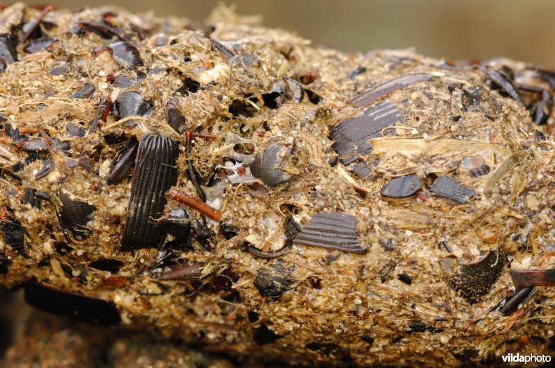 Detail van braakbal van Steenuil