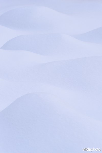 Sneeuwbulten in het bos