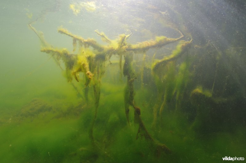 Mystiek onderwaterlandschap in de Zwarten Hoek