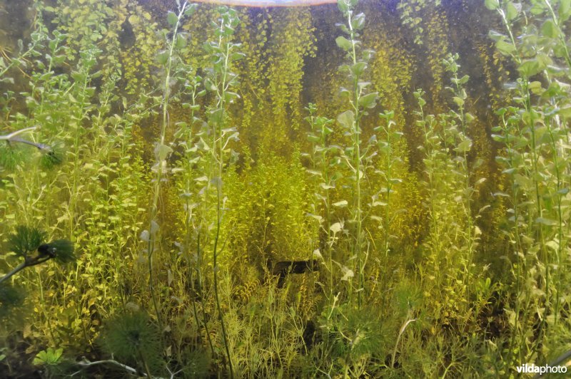 Watermunt onderwater