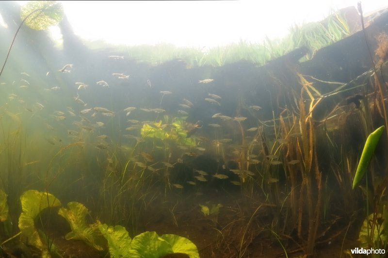 Onderwaterlandschap Boezemkade