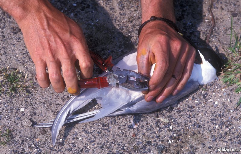 Ringen van Grote stern