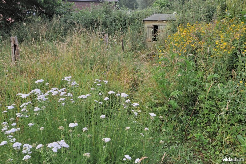 Bloemrijke tuin