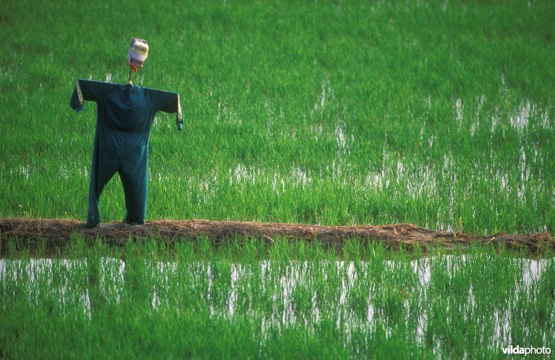 Rijstplantages met vogelverschrikker op de Ebro-delta
