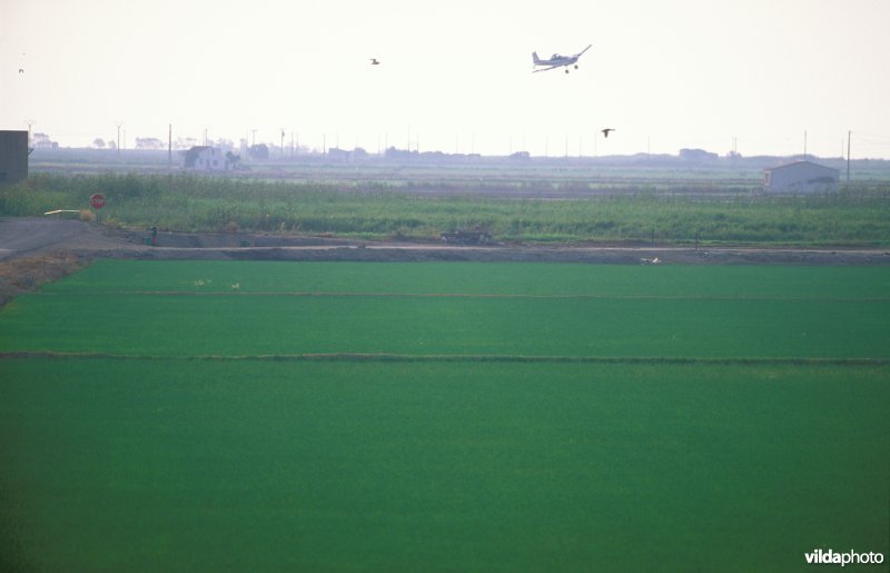 Rijstplantages op de Ebro-delta