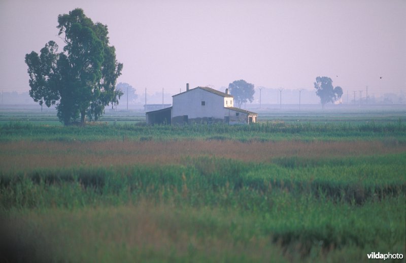 Ebro delta