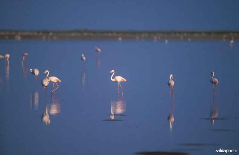 Flamingos in de Ebro delta