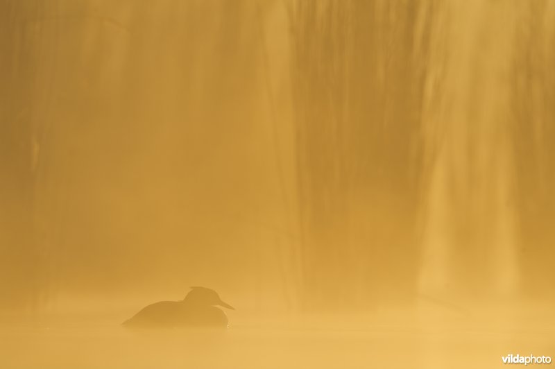 Fuut in ochtendnevel